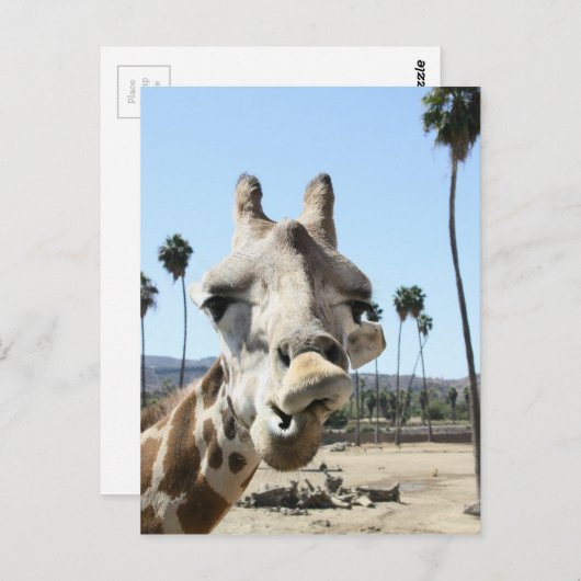 Carte Postale Le zoo de San Diego (Devant / Derrière)