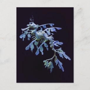 Carte postale Leafy Sea Dragon