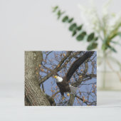 Carte Postale Leap d'aigle à tête blanche (Debout devant)