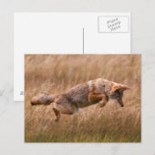 Carte Postale Leapage de coyote - Gibbon Meadows (Devant / Derrière)