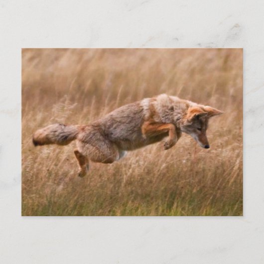 Carte Postale Leapage de coyote - Gibbon Meadows (Devant)