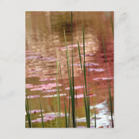 Carte Postale L'eau à travers les roseaux (Devant)