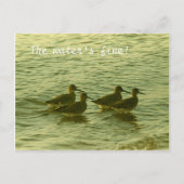 Carte postale - L'eau est superbe ! (Devant)