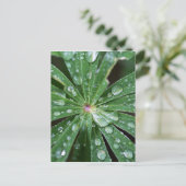 Carte Postale L'eau tombe sur une feuille. (Debout devant)