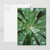 Carte Postale L'eau tombe sur une feuille. (Devant / Derrière)