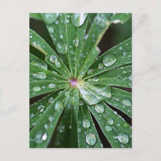 Carte Postale L'eau tombe sur une feuille. (Devant)