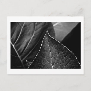 Carte Postale leaves