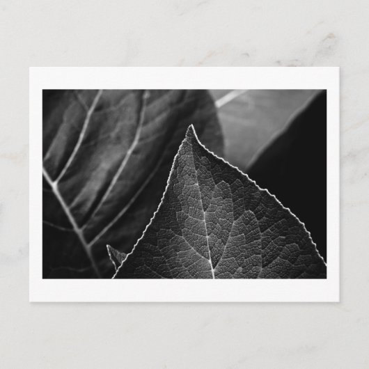 Carte Postale leaves (Devant)
