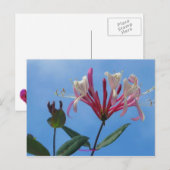 Carte Postale lèche-miel-1, lèche-miel (Devant / Derrière)