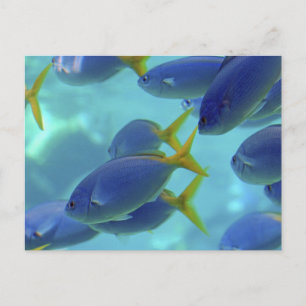 Carte Postale L'école est dehors !