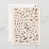 Carte Postale Leçons de choses les insectes (Devant / Derrière)