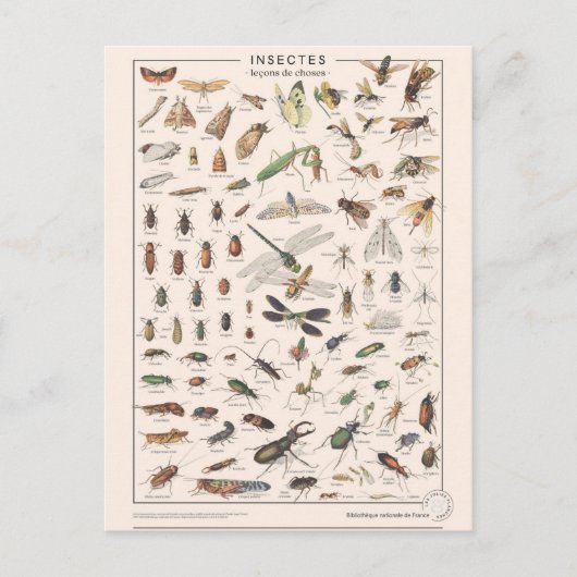 Carte Postale Leçons de choses les insectes (Devant)