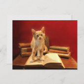Carte Postale Lecture de chat Rester sur les livres Passage (Devant / Derrière)
