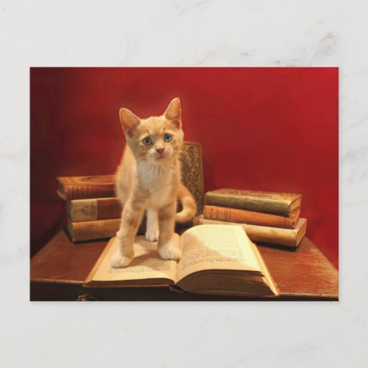 Carte Postale Lecture de chat Rester sur les livres Passage (Devant)