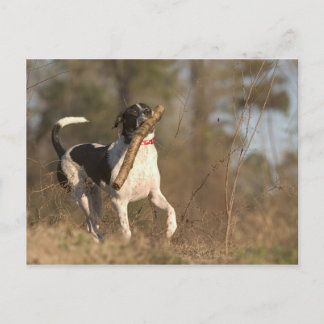 Carte Postale Lecture de la récupération