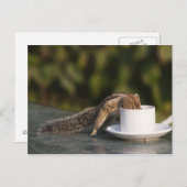 Carte Postale L'écureuil boit dans une tasse à café à l'Indien (Devant / Derrière)