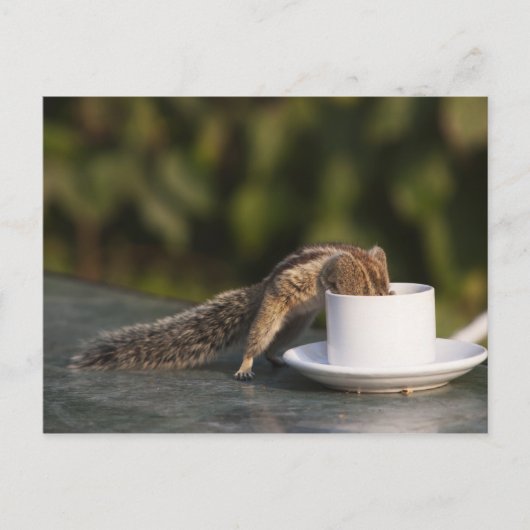 Carte Postale L'écureuil boit dans une tasse à café à l'Indien (Devant)