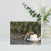 Carte Postale L'écureuil boit dans une tasse à café à l'Indien (Debout devant)