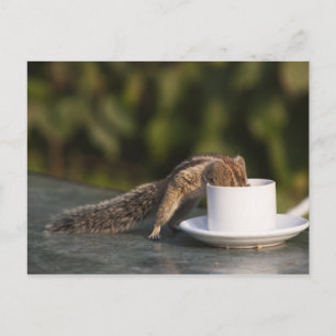 Carte Postale L'écureuil boit dans une tasse à café à l'Indien