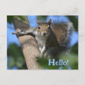 Carte Postale L'écureuil dans l'arbre qui vous regarde mignonne (Devant)