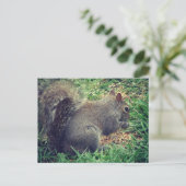 Carte Postale L'écureuil dans les semences d'oiseaux (Debout devant)