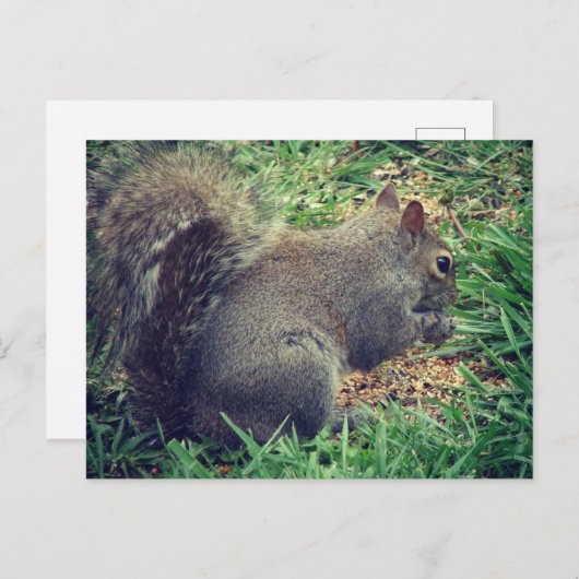 Carte Postale L'écureuil dans les semences d'oiseaux (Devant / Derrière)