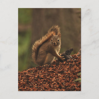 Carte Postale L'écureuil rouge sur la pile des débris