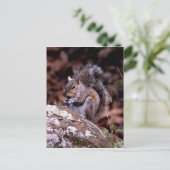 Carte Postale L'écureuil savourant son repas (Debout devant)