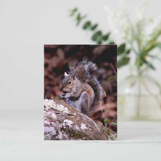 Carte Postale L'écureuil savourant son repas (Debout devant)