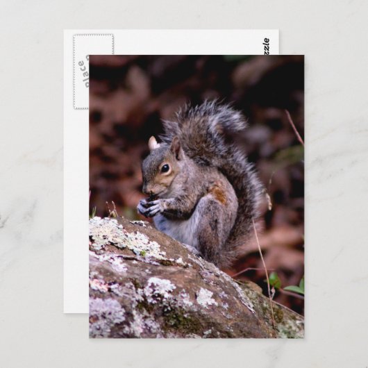 Carte Postale L'écureuil savourant son repas (Devant / Derrière)