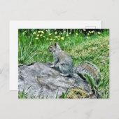 Carte Postale L'écureuil sur une souche d'arbre (Devant / Derrière)