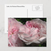 Carte postale Leda Rose Flower (Devant / Derrière)