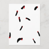 Carte Postale leech - suceurs de sang (Devant)