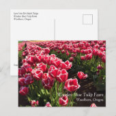 Carte Postale Leen Van Der Mark Tulips, Oregon (Devant / Derrière)