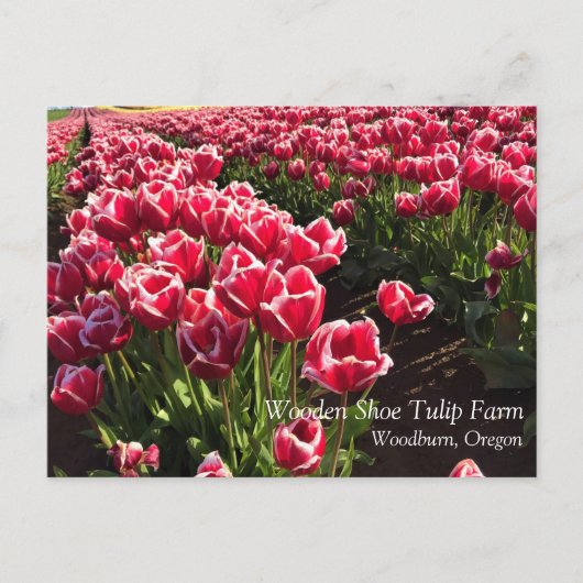 Carte Postale Leen Van Der Mark Tulips, Oregon (Devant)