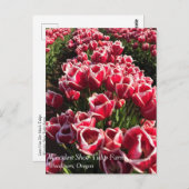 Carte Postale Leen Van Der Mark Tulips, Oregon (Devant / Derrière)