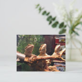 Carte Postale Leezard Trio (Debout devant)