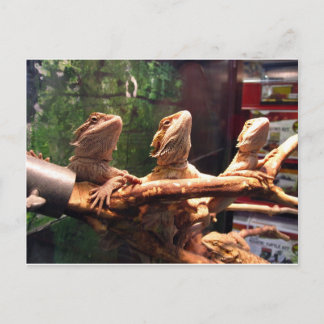Carte Postale Leezard Trio
