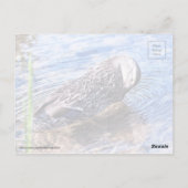 Carte Postale L'effet Grooming (Dos)