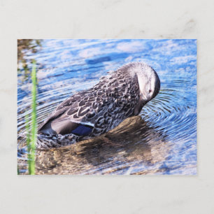 Carte Postale L'effet Grooming