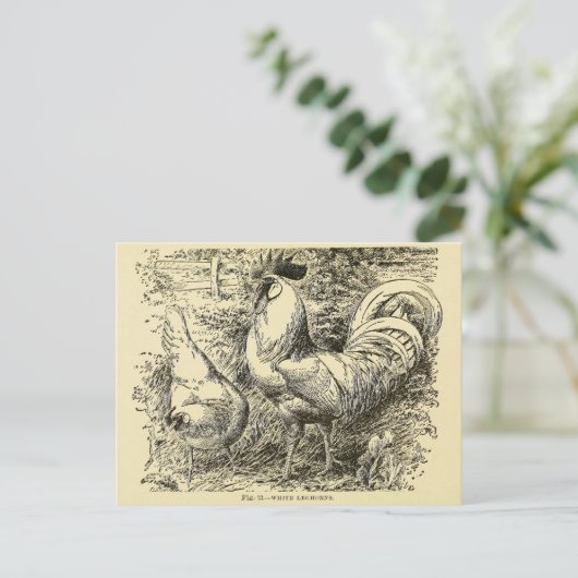 Carte Postale Leghorn blanc (Debout devant)