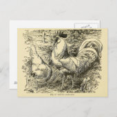 Carte Postale Leghorn blanc (Devant / Derrière)