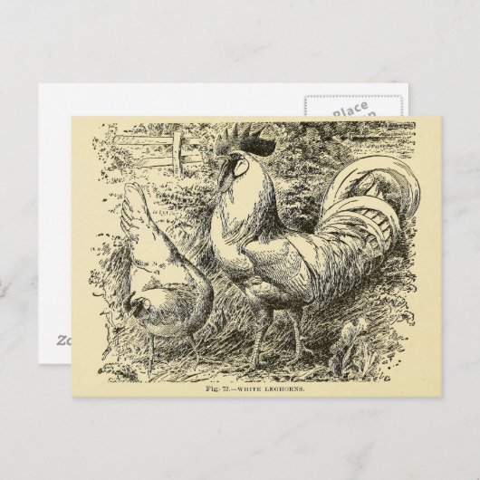 Carte Postale Leghorn blanc (Devant / Derrière)