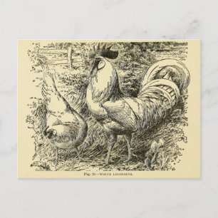 Carte Postale Leghorn blanc