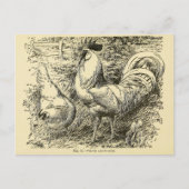 Carte Postale Leghorn blanc (Devant)