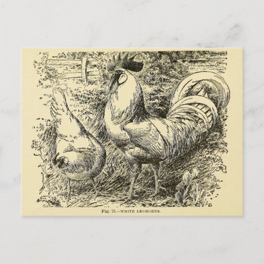 Carte Postale Leghorn blanc (Devant)