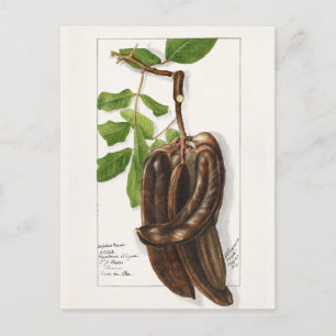 Carte Postale Legume (Ceratonia Siliqua L.) Peinture de fruits