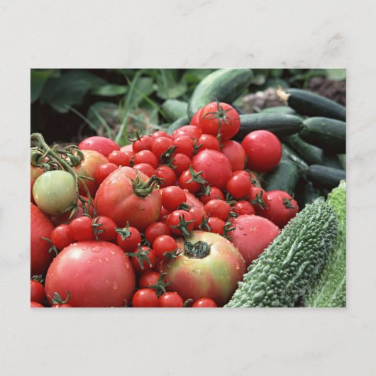 Carte Postale Légumes 4 (Devant)