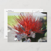 Carte Postale Lehua (Devant / Derrière)