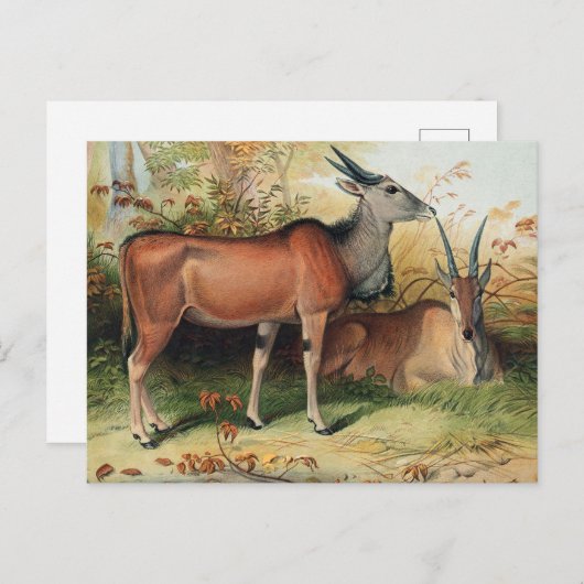 Carte Postale L'Eland par Joseph Wolf (Devant / Derrière)